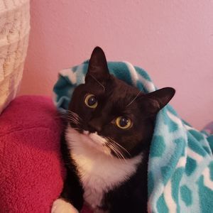 Meet your Posher, Amy